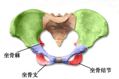 盆底康復(fù)知識(shí)科普，你的健康你做主