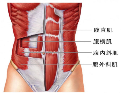 【產(chǎn)后恢復(fù)】跟腹直肌分離有關(guān)的肌肉有哪些呢？