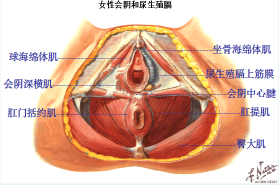 產(chǎn)后盆底修復(fù)，為什么產(chǎn)后的女性需要做盆底肌康復(fù)？