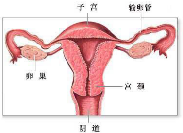 哪些原因會(huì)導(dǎo)致陰道松弛？