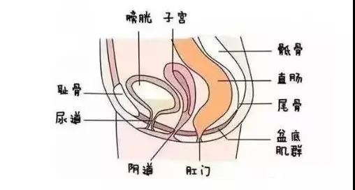 齊全的盆底肌修復(fù)儀器知識(shí)，講解醫(yī)院間不曾知道的盆底肌修復(fù)