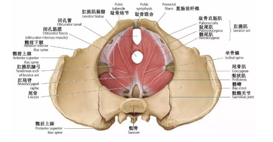 盆底肌康復(fù)治療有用嗎？專家表示，注重方法