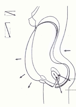 產(chǎn)康者腹直肌分離的理論知識不過關(guān)？你還怎么開展產(chǎn)后項目呢！