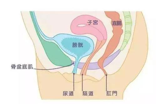 盆底肌修復(fù)儀器|產(chǎn)后盆底肌修復(fù)的知識，你了解多少？