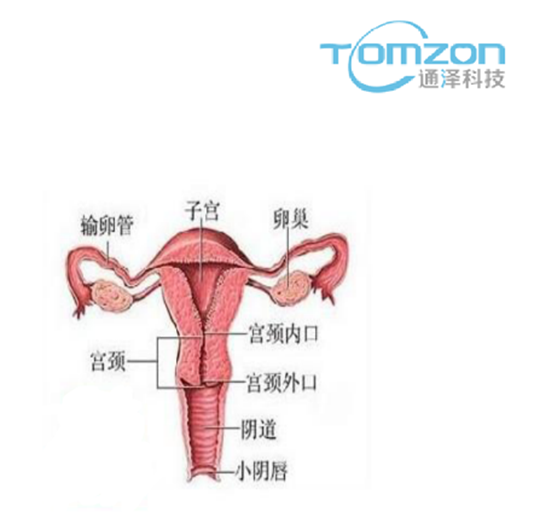 關(guān)注產(chǎn)后女性健康，子宮修復(fù)儀器的重要性