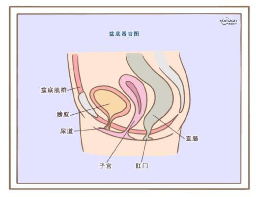 盆底康復(fù)治療儀應(yīng)該在產(chǎn)后什么時候使用？