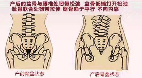 盆底解剖常識(shí)