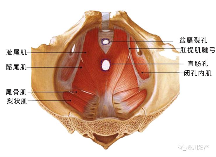 盆底康復治療