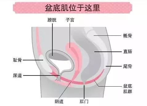 產(chǎn)后盆底修復