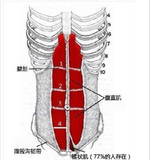 腹直肌修復(fù)