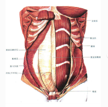 腹直肌修復(fù)