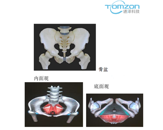 盆底修復(fù)