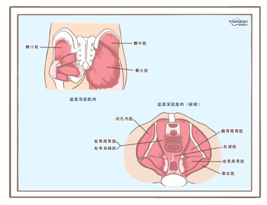 盆底肌修復儀器